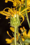 Lynn Haven goldenaster